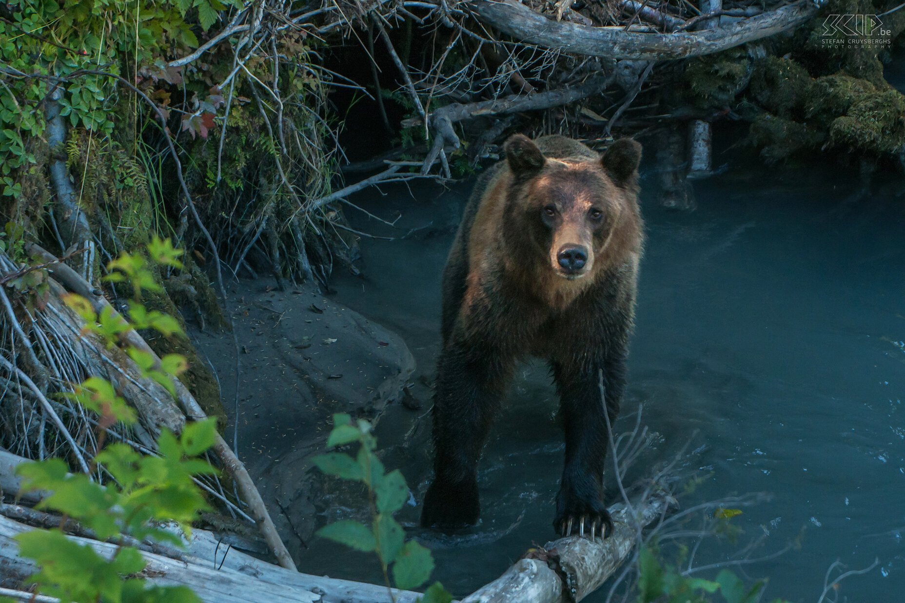 Bute Inlet - Bruine beer  Stefan Cruysberghs